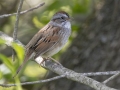 Swamp Sparrow -  Barkley Wildlife Management Area - Stewart County - TN, April 21, 2024