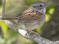 Swamp Sparrow - Barkley Wildlife Management Area - Stewart County - TN, April 21, 2024