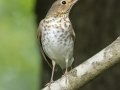 Swainson's Thrush - Indian Mound - Steward County - TN, May 10 2024
