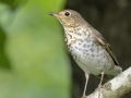 Swainson\'s Thrush - Indian Mound - Steward County - TN, May 10 2024