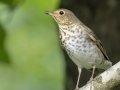 Swainson's Thrush - Indian Mound - Steward County - TN, May 10 2024