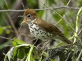 Wood Thrush - Cheatham Dam Right Bank - Cheatham County, TN - May 16, 2024