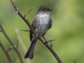 Eastern Phoebe  - Cross Creeks NWR-- Area 4 -  Stewart County, TN, May 25, 2024