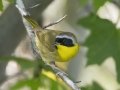 Common Yellowthroat - Barkley Wildlife Management Area - Stewart County - TN, April 21, 2024