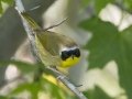 Common Yellowthroat - Barkley Wildlife Management Area - Stewart County - TN, April 21, 2024