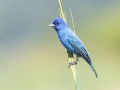 Indigo Bunting - Honey Point Ferry Ln., Humphreys, Tennessee, United States, June 6, 2024