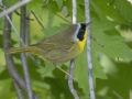 Common Yellowthroat - Barkley Wildlife Management Area - Stewart County - TN, April 21, 2024