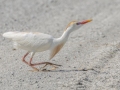 Cattle Egret - Honey Point Ferry Ln., Humphreys, Tennessee, United States, June 6, 2024