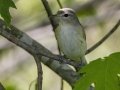 Warbling Vireo - Barkley Wildlife Management Area - Stewart County - TN, April 21, 2024