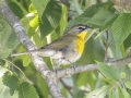 Yellow-breasted Chat - Tennessee NWR- Duck River - Kentucky Lake, Humphreys County, TN, May 30, 2024