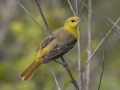 Orchard Oriole - Tennessee NWR--Duck River Unit--Duck River Bottoms, Humphreys, Tennessee, United States, June 3, 2024