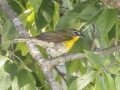 Yellow-breasted Chat - Tennessee NWR- Duck River - Kentucky Lake, Humphreys County, TN, May 30, 2024