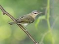 Wabling Vireo - Gatlin Point Rd, Dover US-TN 36, Stewart, Tennessee, Sept 3, 2024