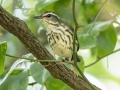 Louisiana Waterthrush - Gatling Point Rec Area (36.5575,-87.9038), Stewart, Tennessee, United States, June 29, 2024