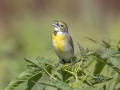 Dickcissel - Honey Point Ferry Ln., Humphreys, Tennessee, United States, June 6 2024