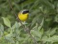 Common Yellowthroat - Tennessee NWR--Duck River Unit--Duck River Bottoms, Humphreys, Tennessee, United States, June 3 2024