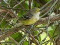 White-eyed Vireo