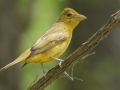 Summer Tanager -  Barkley Wildlife Management Area - Stewart County - TN, April 29, 2024