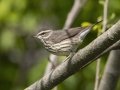 Northern Waterthrush -  Barkley Wildlife Management Area - Stewart County - TN, April 21, 2024