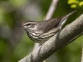 Northern Waterthrush -  Barkley Wildlife Management Area - Stewart County - TN, April 21, 2024