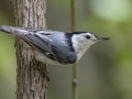 White-breasted Nuthatch  -  Barkley Wildlife Management Area - Stewart County - TN, April 29, 2024