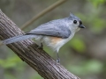 Tufted Titmouse -  Barkley Wildlife Management Area - Stewart County - TN, April 29, 2024