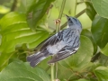 Cerulean Warbler - Gatling Point Rec Area (36.5575,-87.9038), Stewart, Tennessee, United States, June 21, 2024