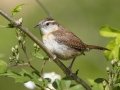 Carolina Wren - Barkley Wildlife Management Area - Stewart County - TN, April 21, 2024