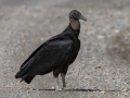 Black Vulture -  Barkley Wildlife Management Area - Stewart County - TN, May 4, 2024