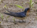 Barn Swallow - Cheatham Dam Right Bank - Cheatham County, TN - May 16, 2024