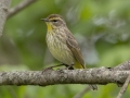 Palm Warbler -  Barkley Wildlife Management Area - Stewart County - TN, April 29, 2024