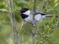 Carolina Chickadee - Barkley Wildlife Management Area - Stewart County - TN, April 21, 2024