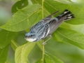 Cerulean Warbler - Gatling Point Rec Area (36.5575,-87.9038), Stewart, Tennessee, United States, June 21, 2024