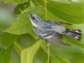 Cerulean Warbler - Gatling Point Rec Area (36.5575,-87.9038), Stewart, Tennessee, United States, June 21, 2024