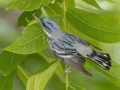 Cerulean Warbler - Gatling Point Rec Area (36.5575,-87.9038), Stewart, Tennessee, United States, June 21, 2024