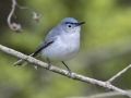Blue-gray Gnatcatcher - Barkley Wildlife Management Area - Stewart County - TN, April 21, 2024