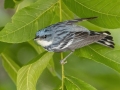 Cerulean Warbler - Gatling Point Rec Area (36.5575,-87.9038), Stewart, Tennessee, United States, June 21, 2024