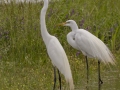 Great Egret - Indian Mound - Steward County - TN, May 10 2024