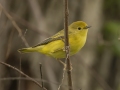 Yellow Warbler -  Barkley Wildlife Management Area - Stewart County - TN, April 29, 2024