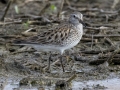 White-rumped Sandpiper - Cross Creeks NWR--Pool 2/ABC, Stewart County, TN, May 25, 2024