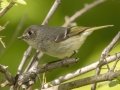 Ruby-crowned Kinglet - Barkley Wildlife Management Area - Stewart County - TN, April 21, 2024