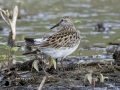 White-rumped Sandpiper - Cross Creeks NWR--Pool 2/ABC, Stewart County, TN, May 25, 2024