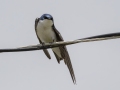 Tree Swallow - Cheatham Dam Right Bank - Cheatham County, TN - May 16, 2024