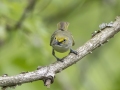 White-eyed Vireo -  Barkley Wildlife Management Area - Stewart County - TN, April 29, 2024