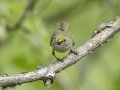 White-eyed Vireo -  Barkley Wildlife Management Area - Stewart County - TN, April 29, 2024
