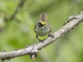 White-eyed Vireo -  Barkley Wildlife Management Area - Stewart County - TN, April 29, 2024