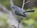 Blue-gray Gnatcatcher -  Barkley Wildlife Management Area - Stewart County - TN, April 29, 2024