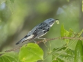 Cerulean Warbler - Gatling Point Rec Area (36.5575,-87.9038), Stewart, Tennessee, United States, June 21, 2024