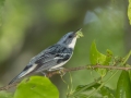 Cerulean Warbler - Gatling Point Rec Area (36.5575,-87.9038), Stewart, Tennessee, United States, June 21, 2024