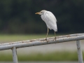 Western Cattle Egret - Indian Mound - Steward County - TN, May 10 2024